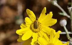 Nemognatha scutellaris