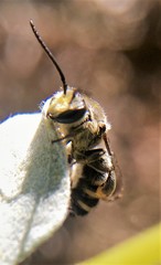 Acunomia