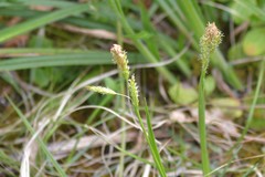 Carex castanea