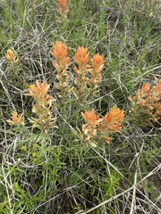 Castilleja lindheimeri