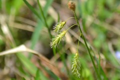 Carex castanea