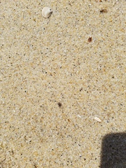 Conotrachelus posticatus