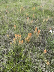Castilleja lindheimeri