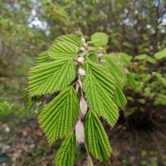 Corylopsis