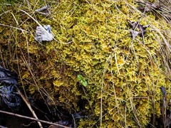 Ctenidium