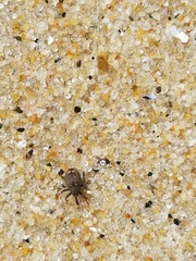 Conotrachelus posticatus