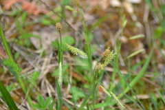 Carex castanea