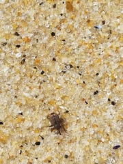 Conotrachelus posticatus