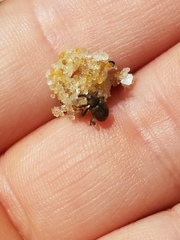 Conotrachelus posticatus