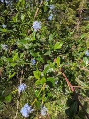 Ceanothus thyrsiflorus thyrsiflorus