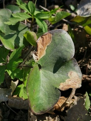 Phytomyza abdominalis