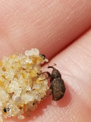 Conotrachelus posticatus