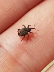 Conotrachelus posticatus