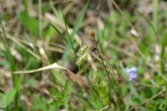 Carex castanea