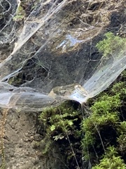 Textrix denticulata
