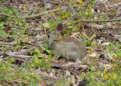 Oryctolagus cuniculus