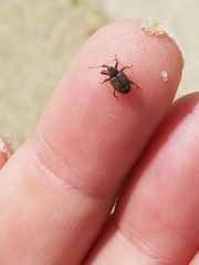 Conotrachelus posticatus