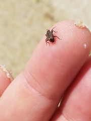 Conotrachelus posticatus