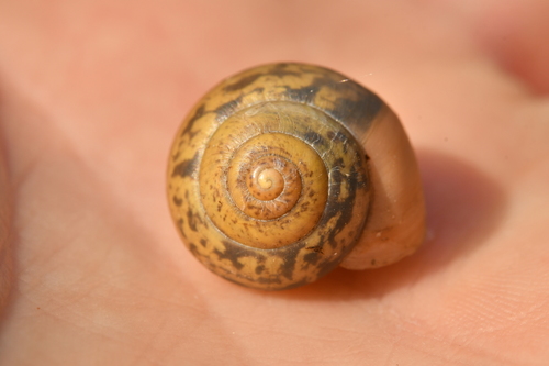 Lapinė krūmsraigė nuotrauka