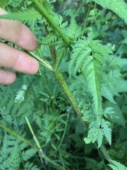 Chaerophyllum aureum