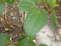 Aristolochia pentandra