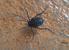 Geraeocormobius sylvarum