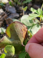 Phytomyza abdominalis