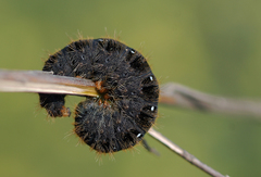 Lemonia dumi