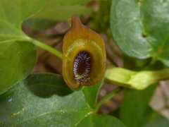 Aristolochia pentandra