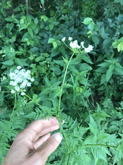 Chaerophyllum aureum