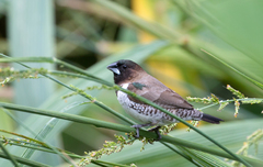 Spermestes cucullata scutata