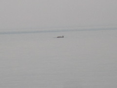 Tursiops truncatus ponticus