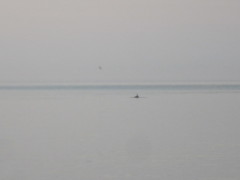 Tursiops truncatus ponticus