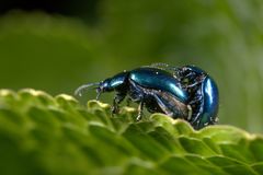 Chrysolina coerulans