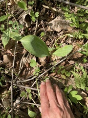 Erythronium rostratum