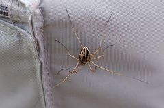 Zachaeus crista