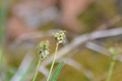 Carex concinna
