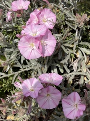Convolvulus oleifolius