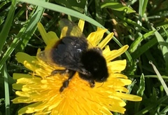 Bombus lapidarius