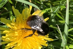 Bombus lapidarius