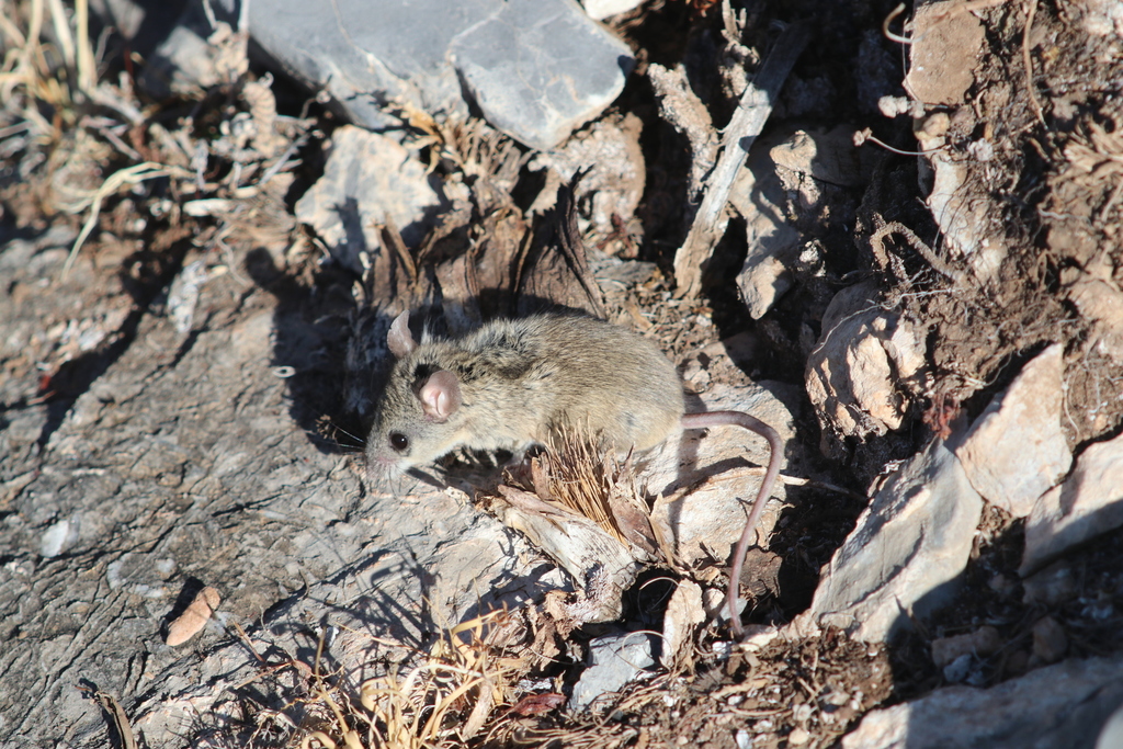 Hooper's Deer Mouse