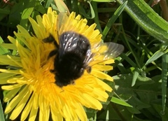 Bombus lapidarius