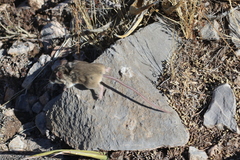 Peromyscus hooperi