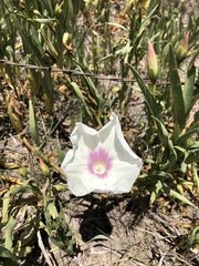 Ipomoea longifolia