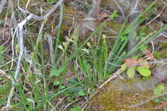 Carex castanea