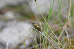 Carex concinna