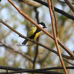 Parus major