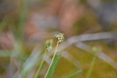 Carex concinna