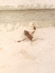 Leptoglossus concaviusculus