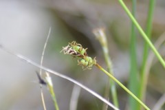 Carex concinna